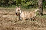 SCOTTISH TERRIER 229